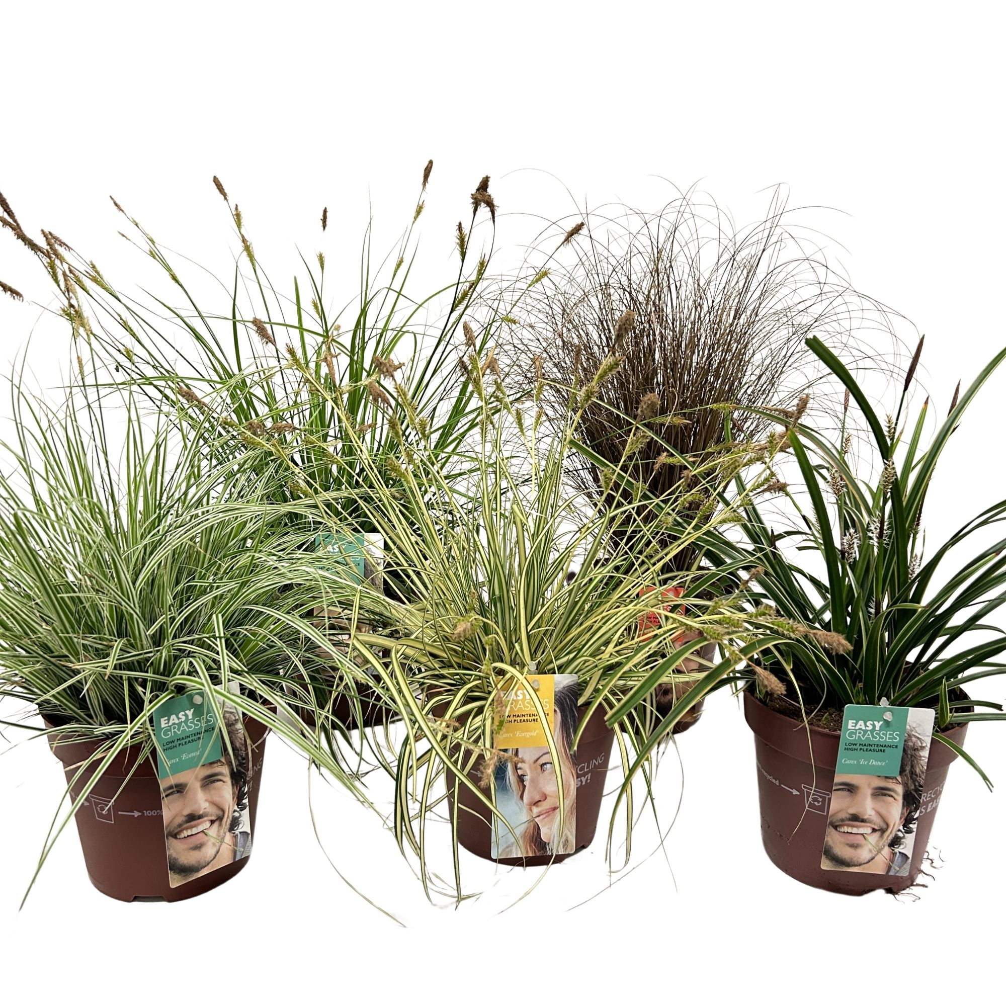Carex soorten gemengd, D 17