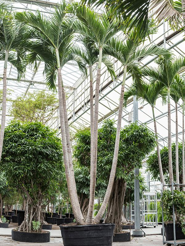 Veitchia (Adonidia) merrillii, D 150 cm