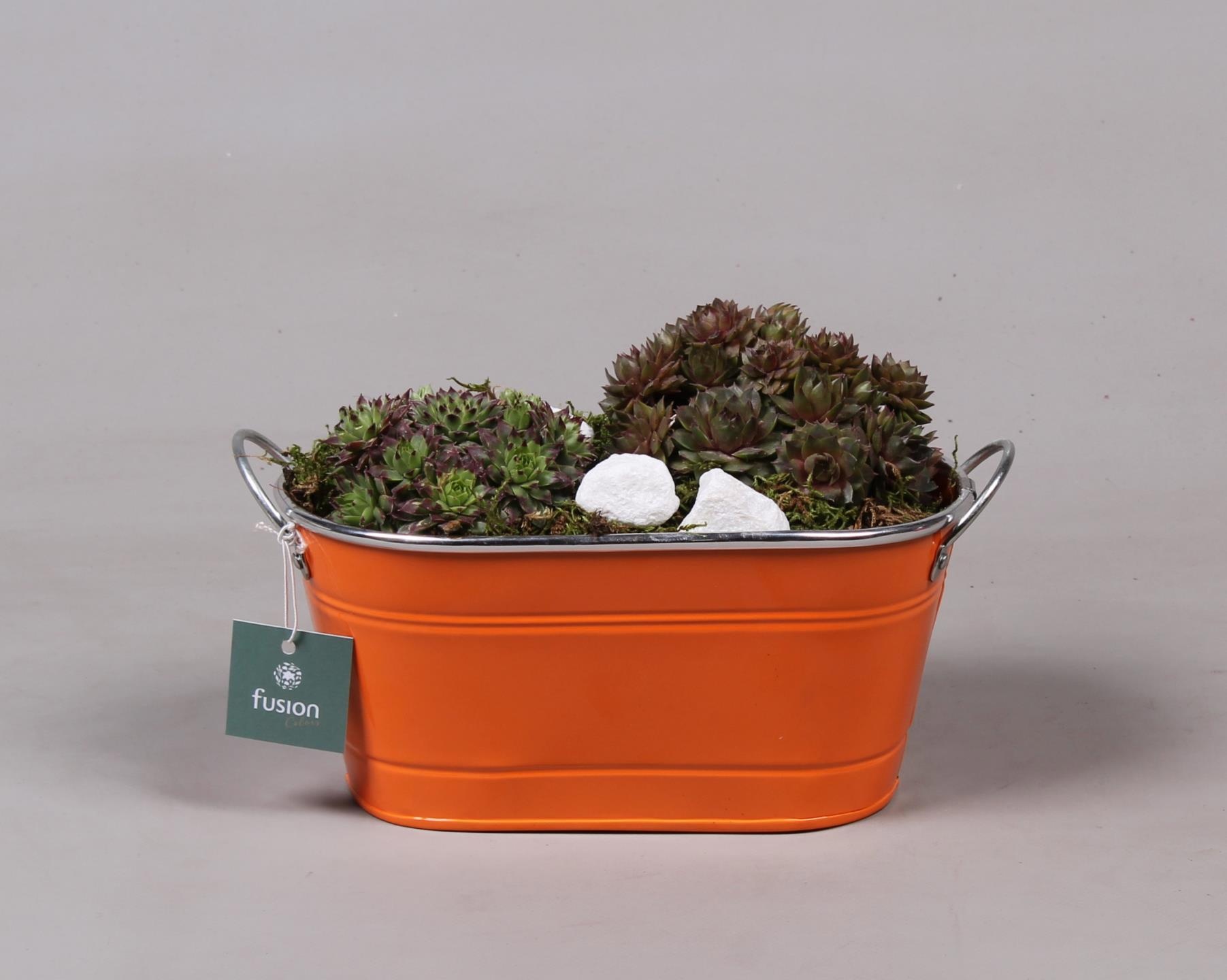 Zinken ovale pot met Sempervivum, D 25 cm