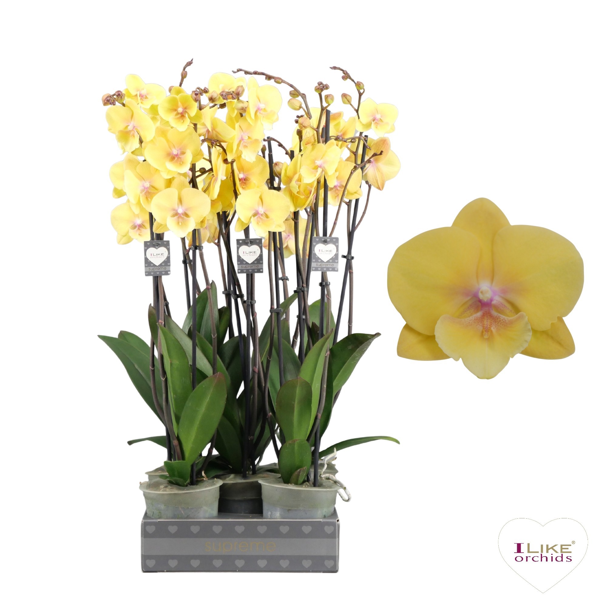 Phalaenopsis Palau - 3 tak 60cm, D 12