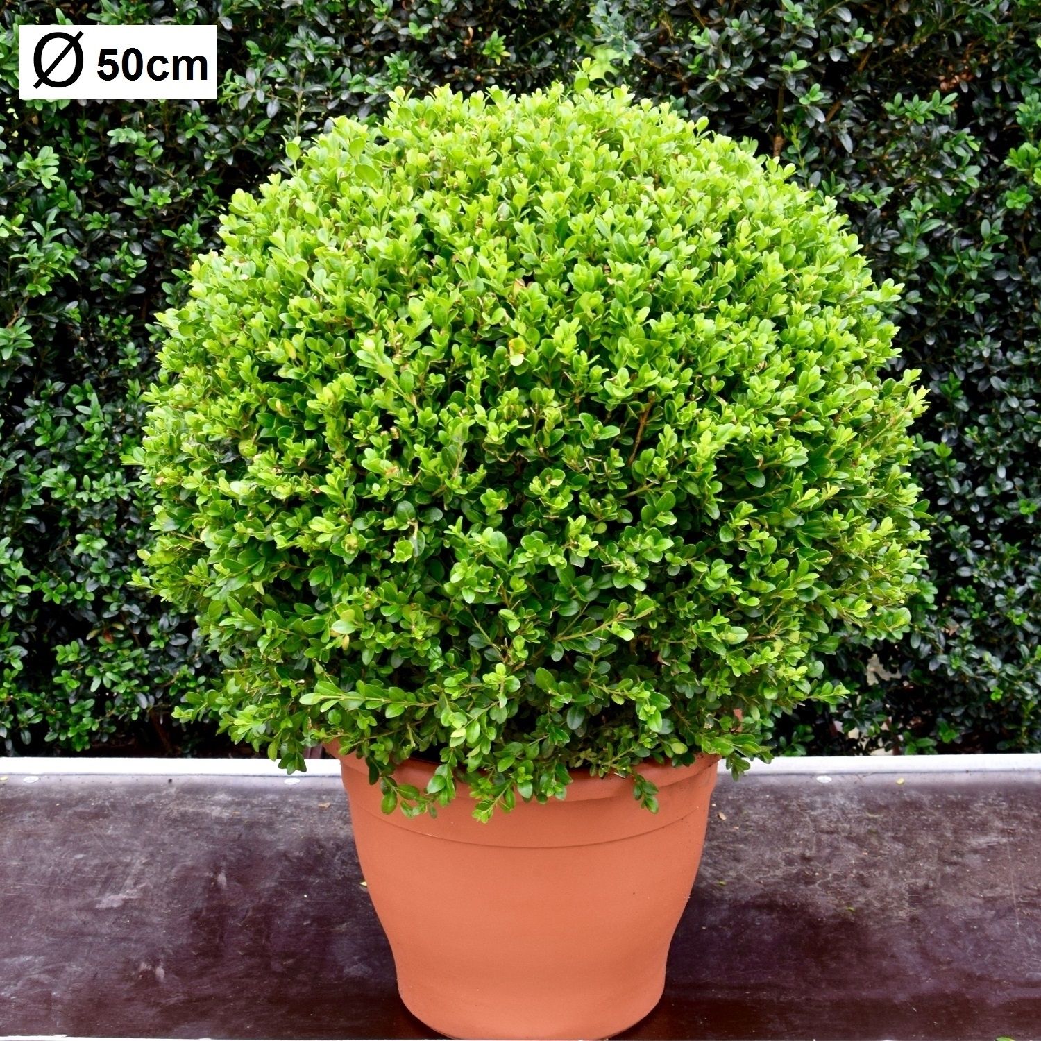 Buxus microphylla 'Faulkner' 50cm bol, D 35