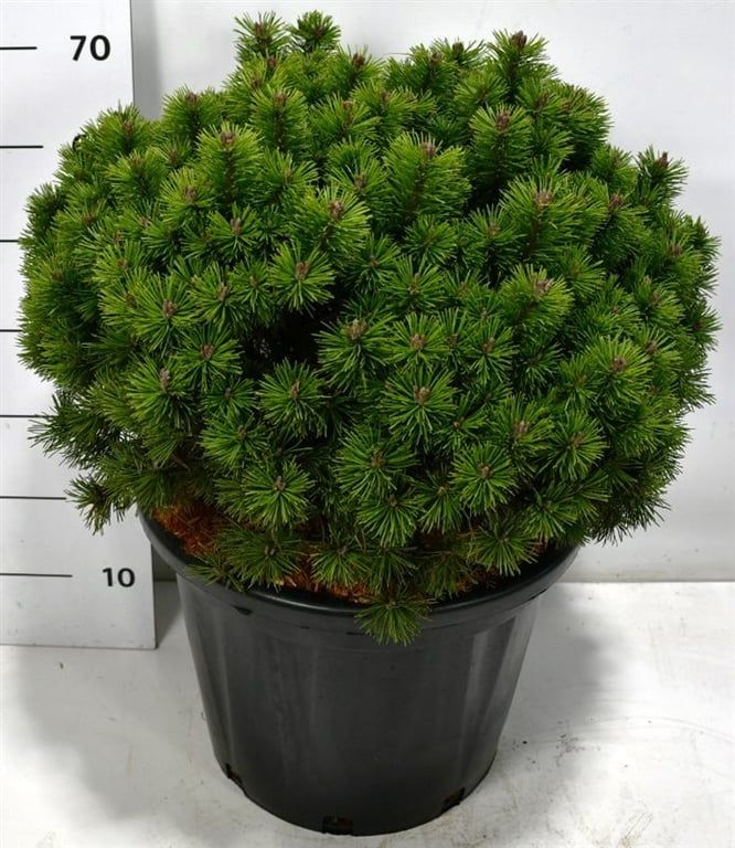Pinus mugo 'Mops', D 40