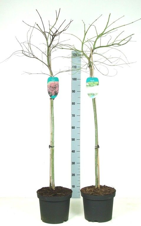 Acer palmatum Dissectum MIX Stam P26 Full CC, D 26