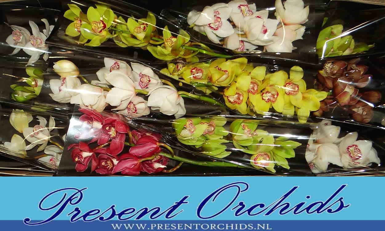 Цимбидиум Микс x12 50, шт.