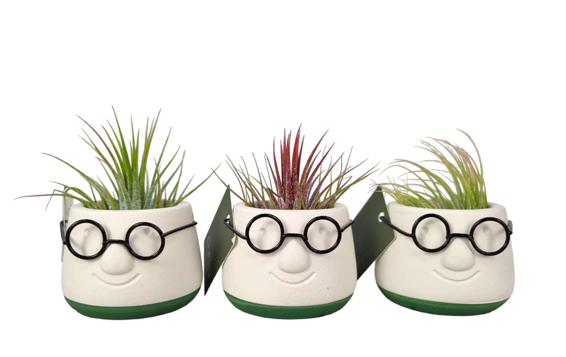 Tillandsia mini dude, D 6