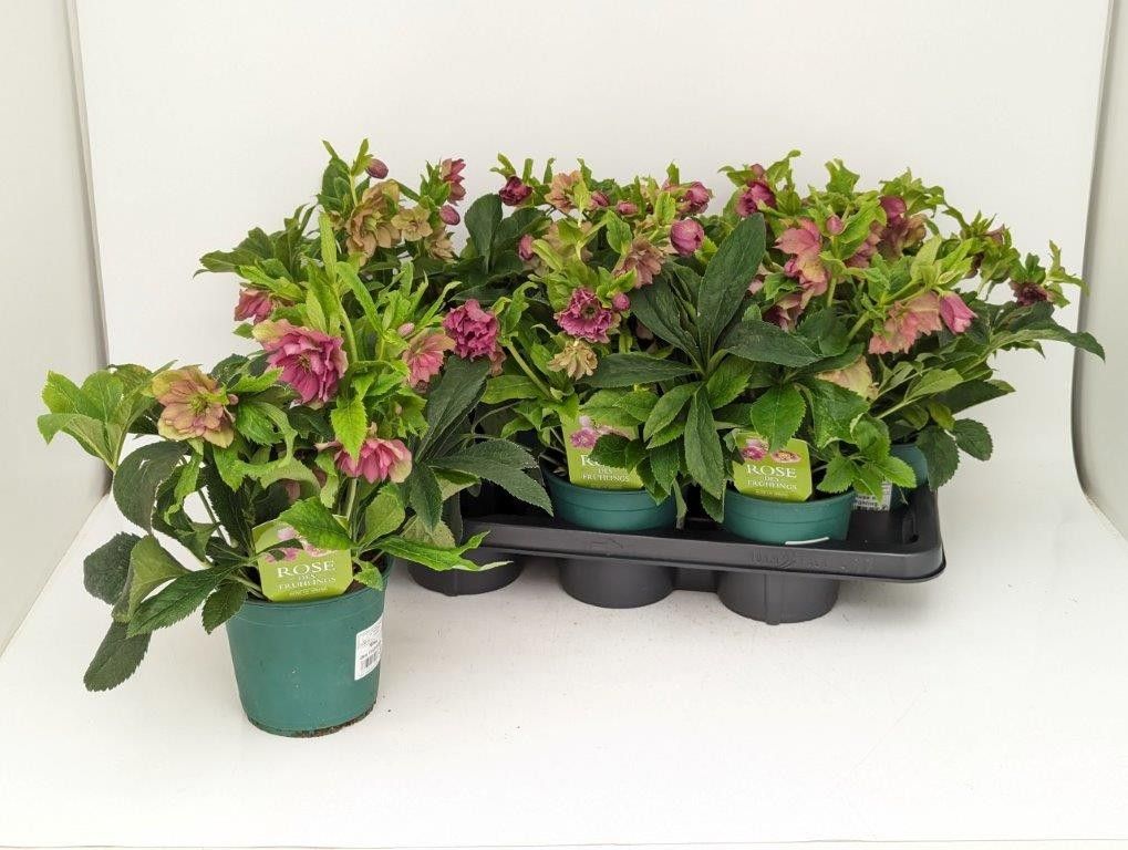 Helleborus orientalis 'Pretty Ellen Spotted', D 14