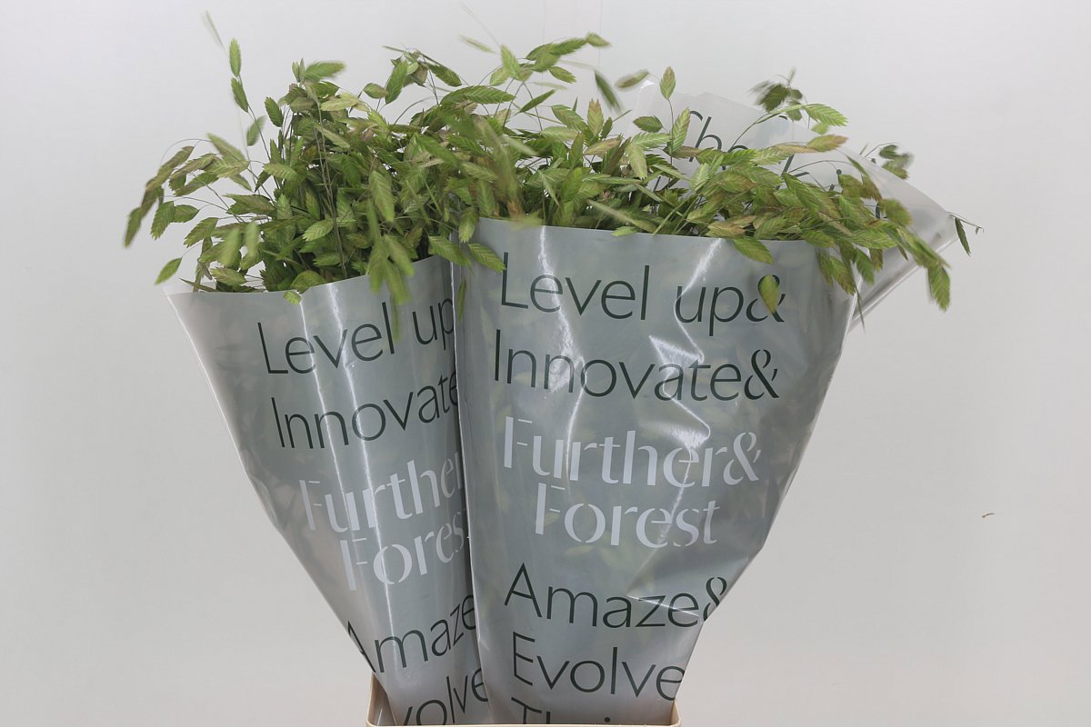 Хасмантиум Латифолиум 80, шт.