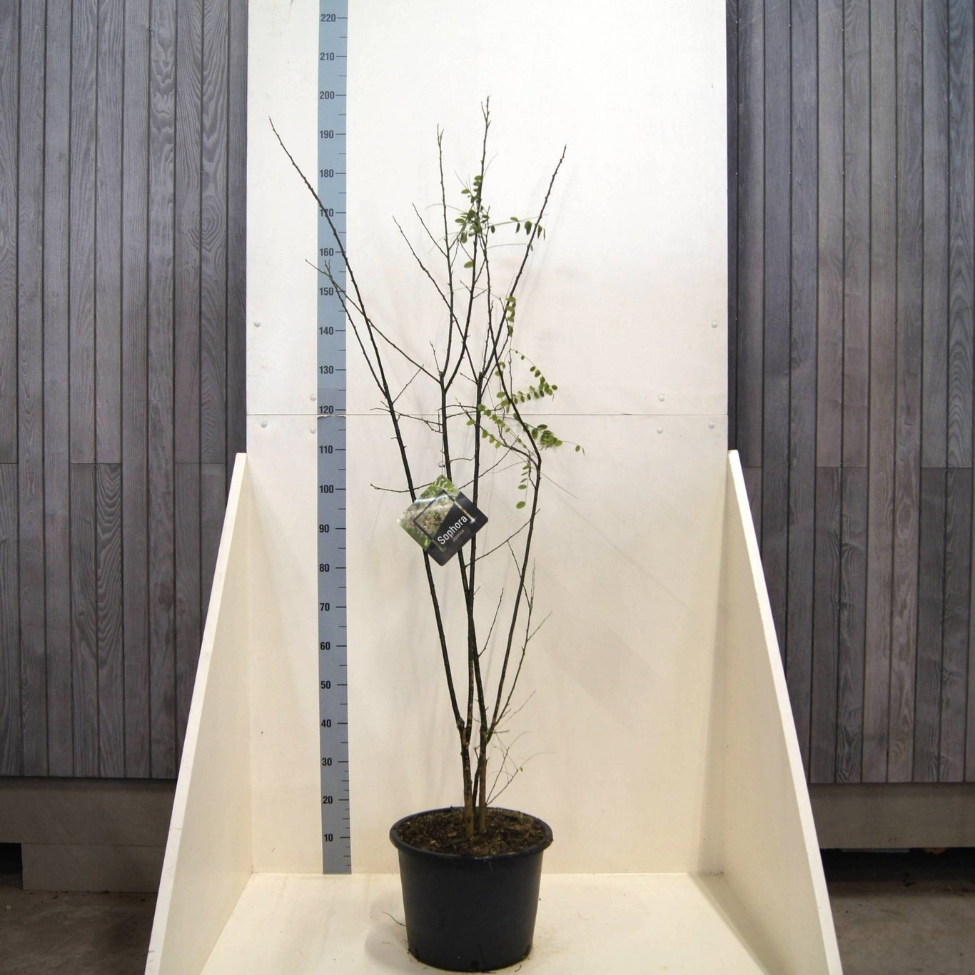 Styphnolobium japonicum, D 40