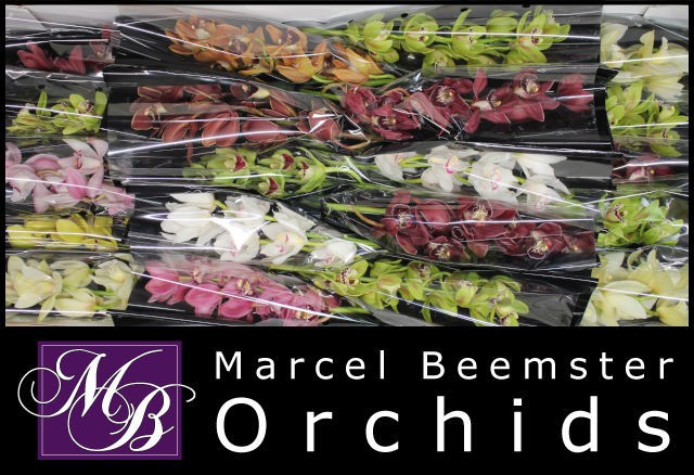 Цимбидиум мини Микс x20 40, шт.