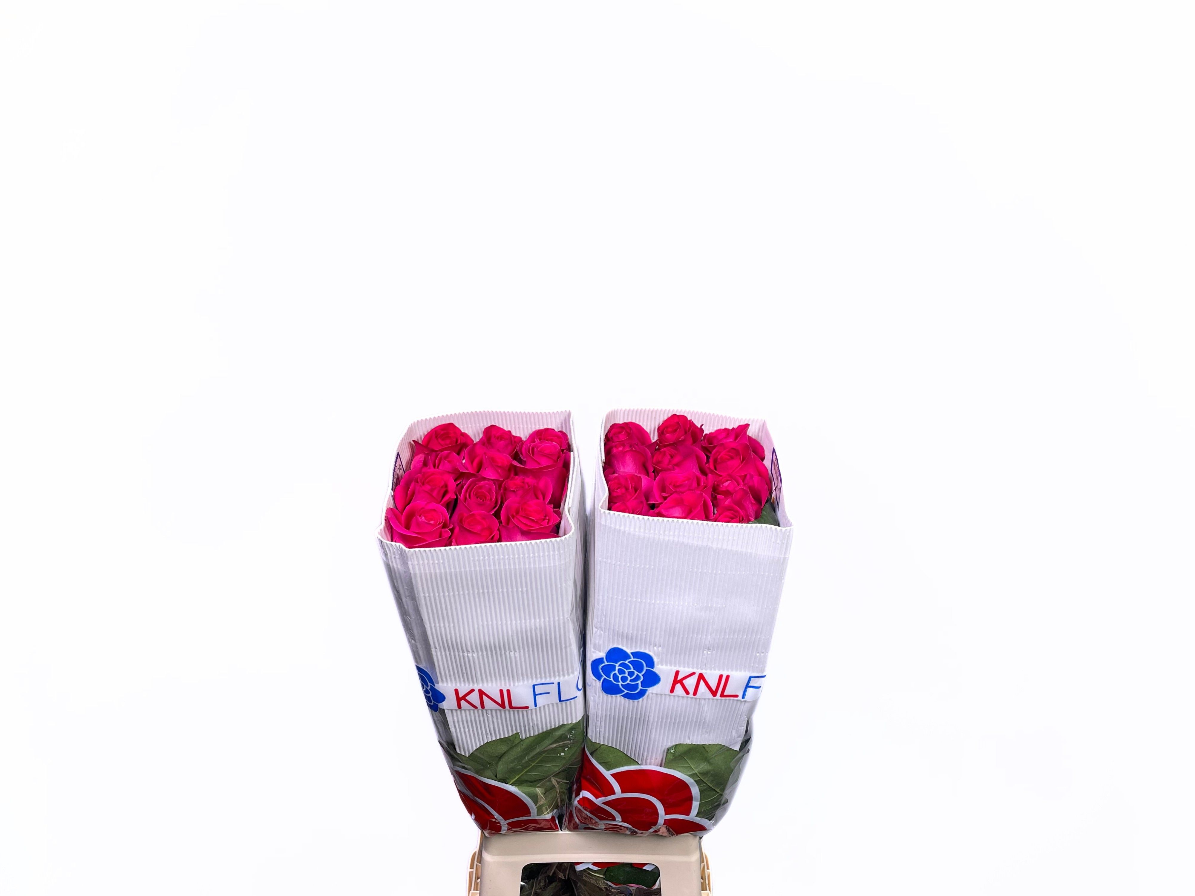 Роза од. Пинк Флойд 70, шт.