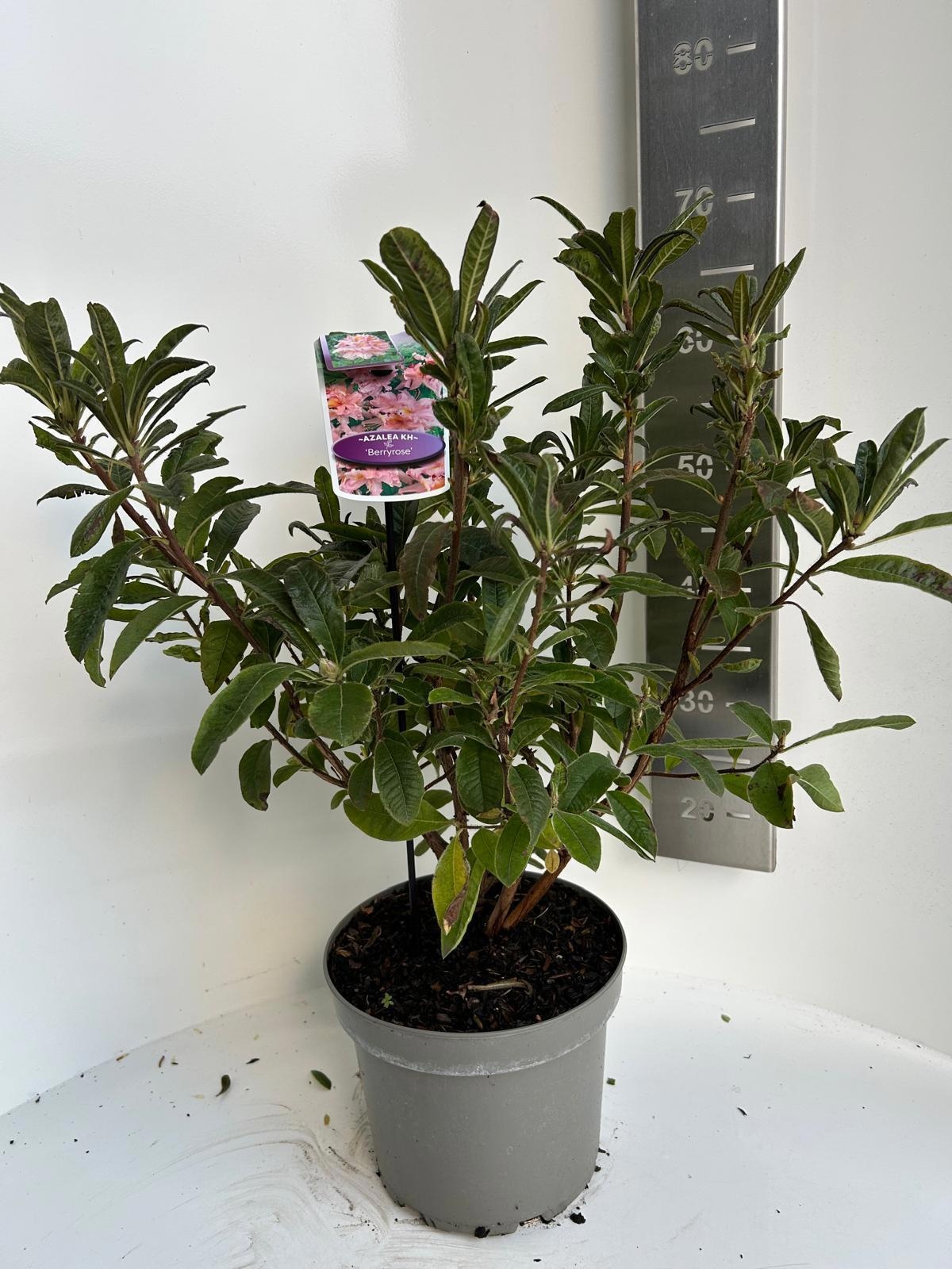Rhododendron (AK) 'Berry Rose', D 23