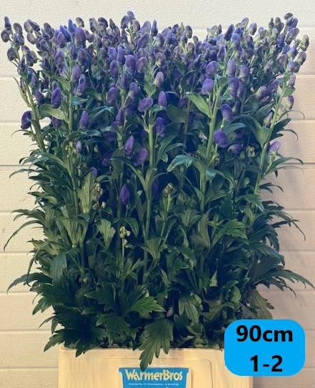 Аконитум Арендси 90, шт.