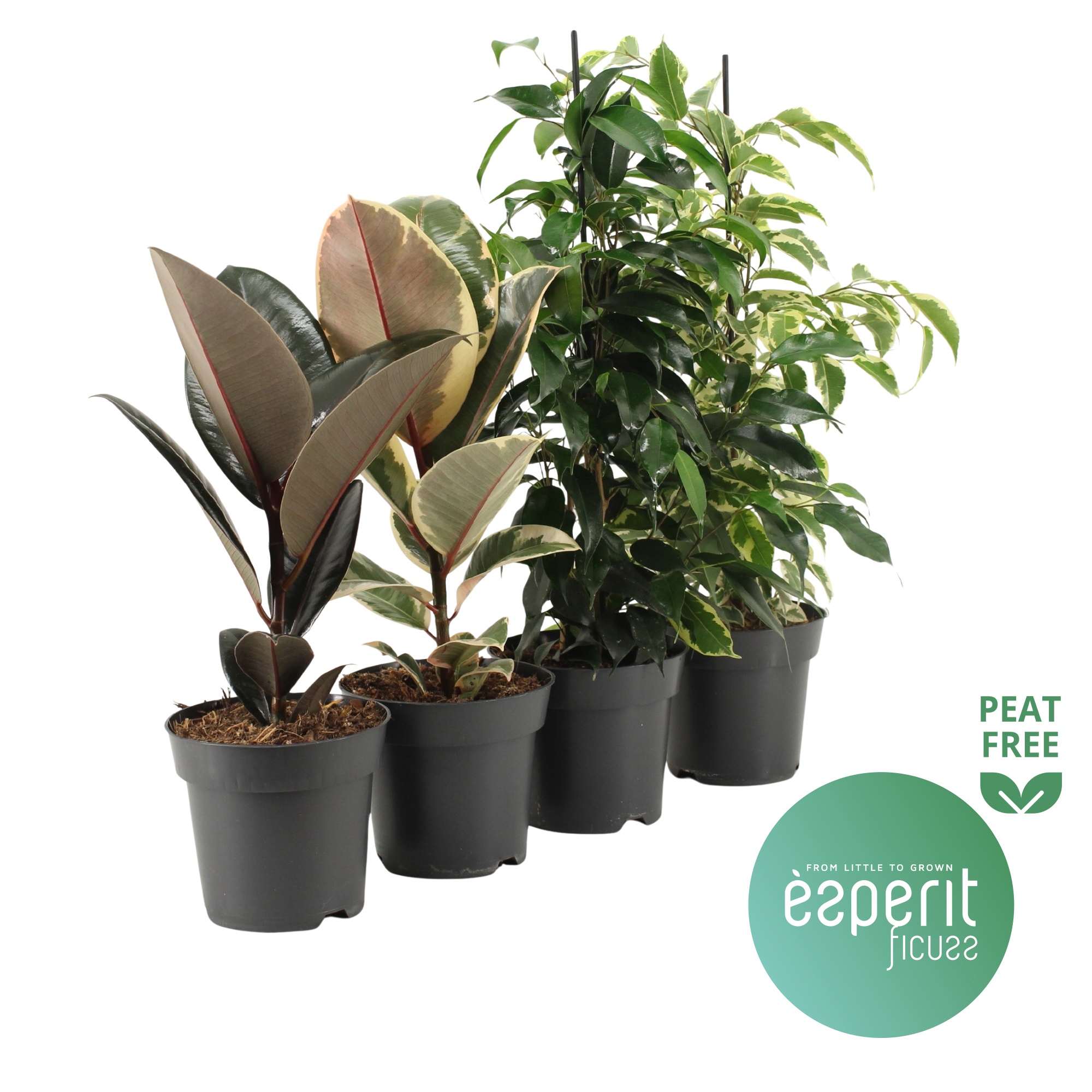 Ficus Ficuss Mix 3-4 srt., D 14