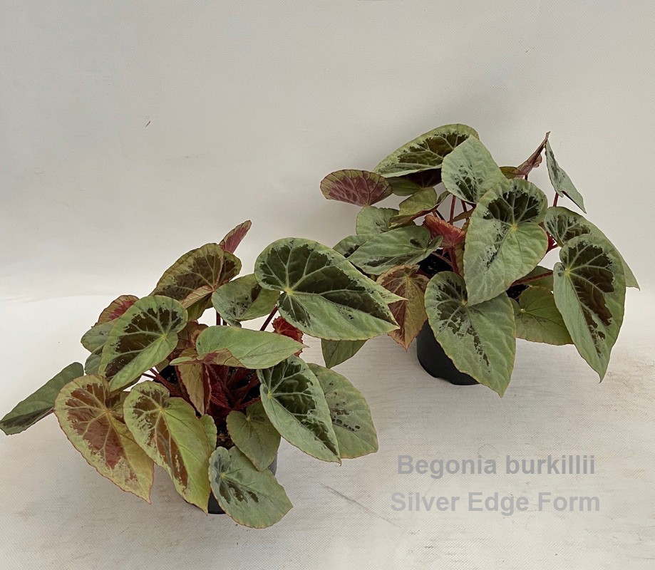 Begonia burkillii Silver Edge Form 14cm [iridescent], D 14 cm