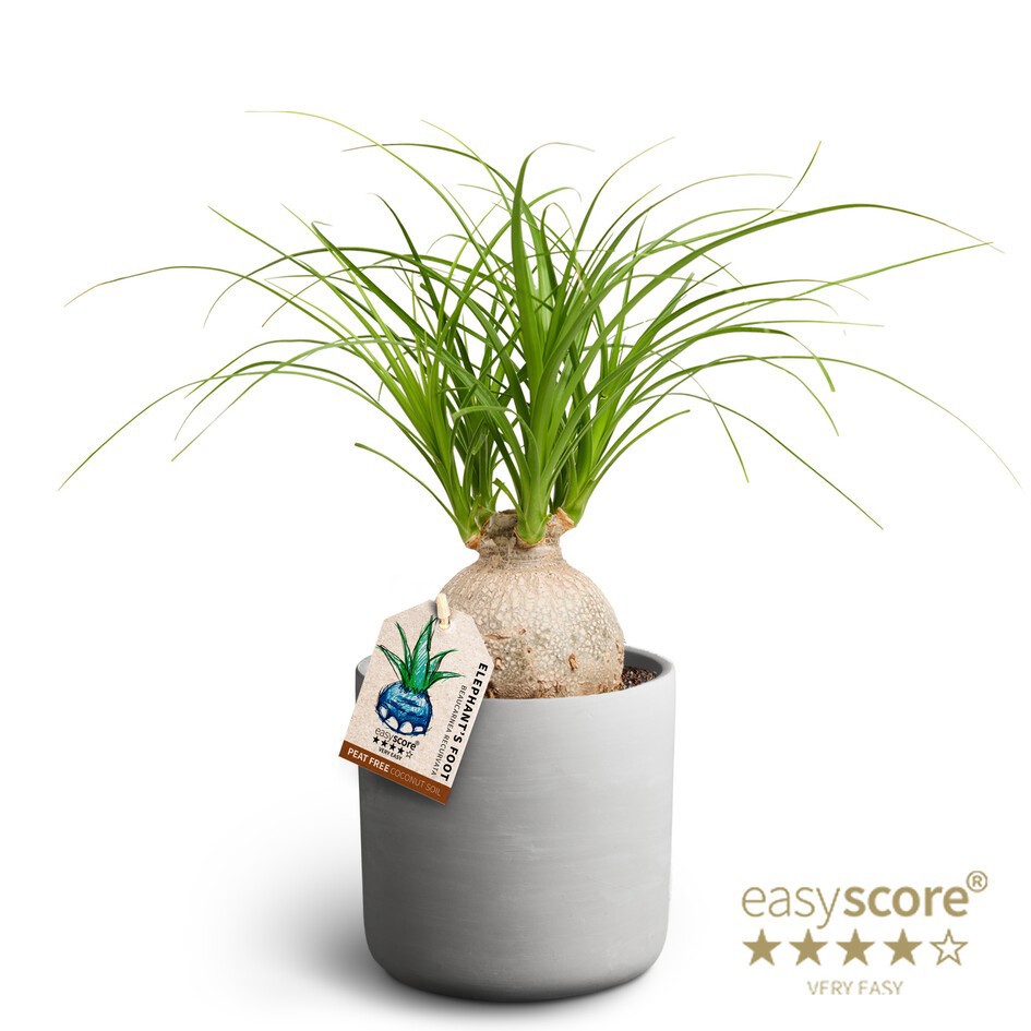 Raw Grey, Beaucarnea, D 12