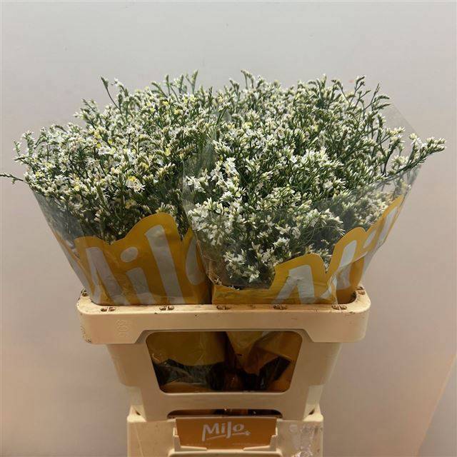 Лимониум Чайна Вайт 60, шт.