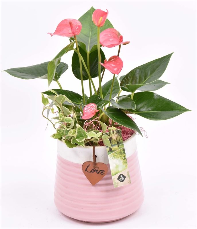Keramiek pot roze met label 13cm, D 13
