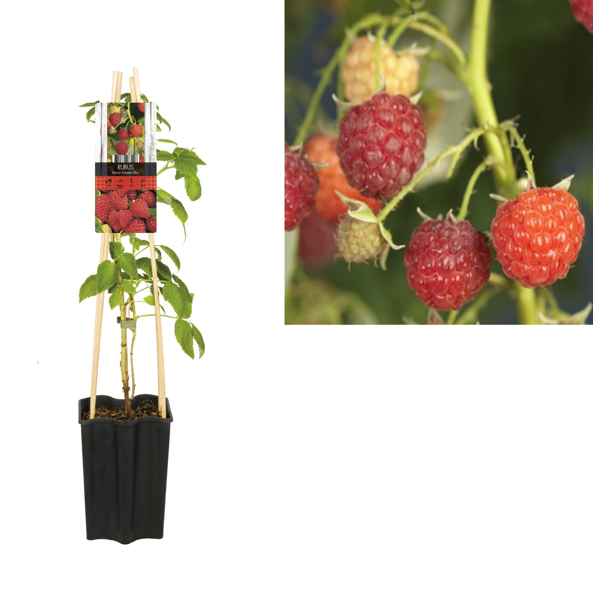 Rubus idaeus 'Autumn Bliss' +light label, D 15 cm