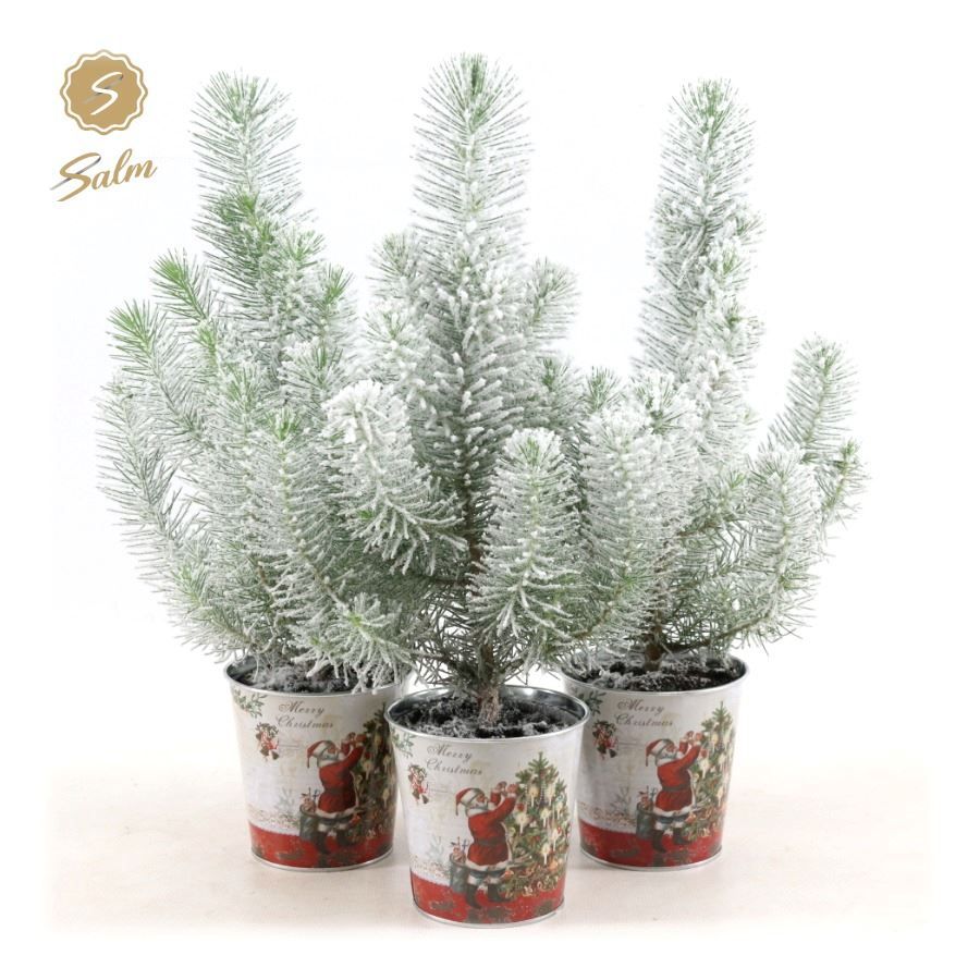 Pinus pinea 'Silver Crest' P10,5 in Zinc Santa + Snow, D 12 cm