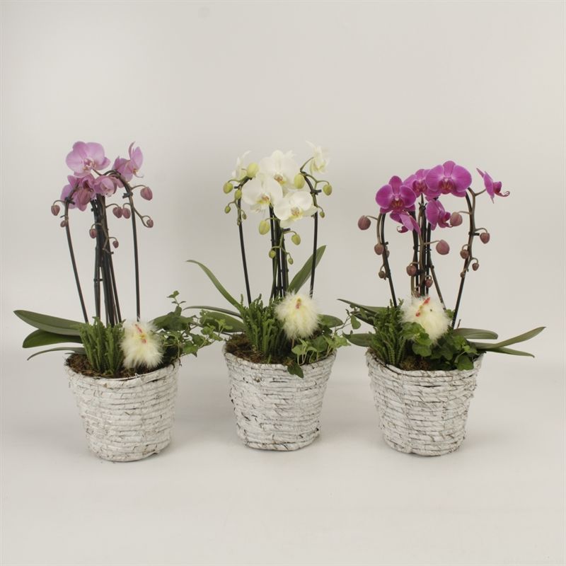 Phalaenopsis Elegant Cascade Mand Daphne triboga gemengd arrangement Pasen, D 19 cm