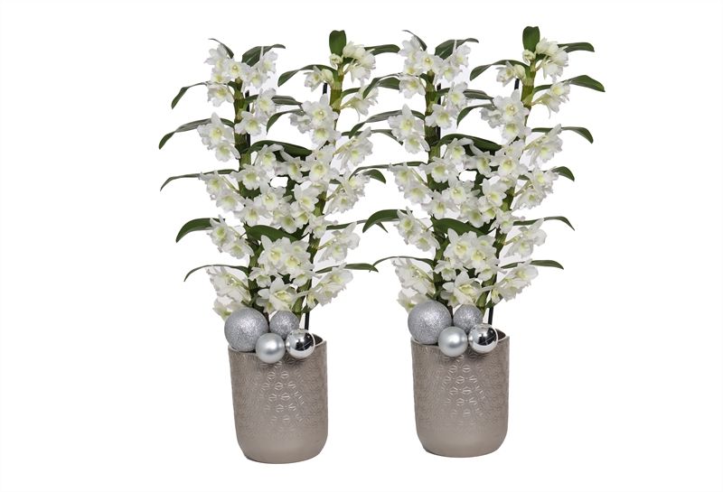 Vera p12 symmetric silver Dendr Nobile Apollon 2T12+tros compact, D 12