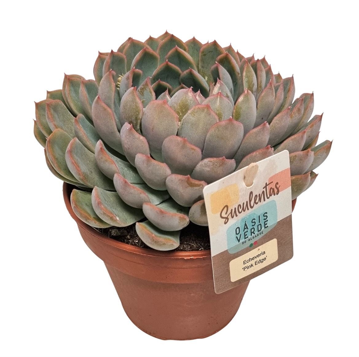 Echeveria Pink Edge - 1154, D 14