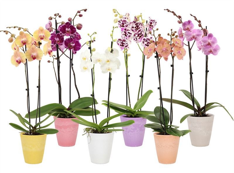 Polystone p12 Wave mix Phal mix 2T14+, D 12