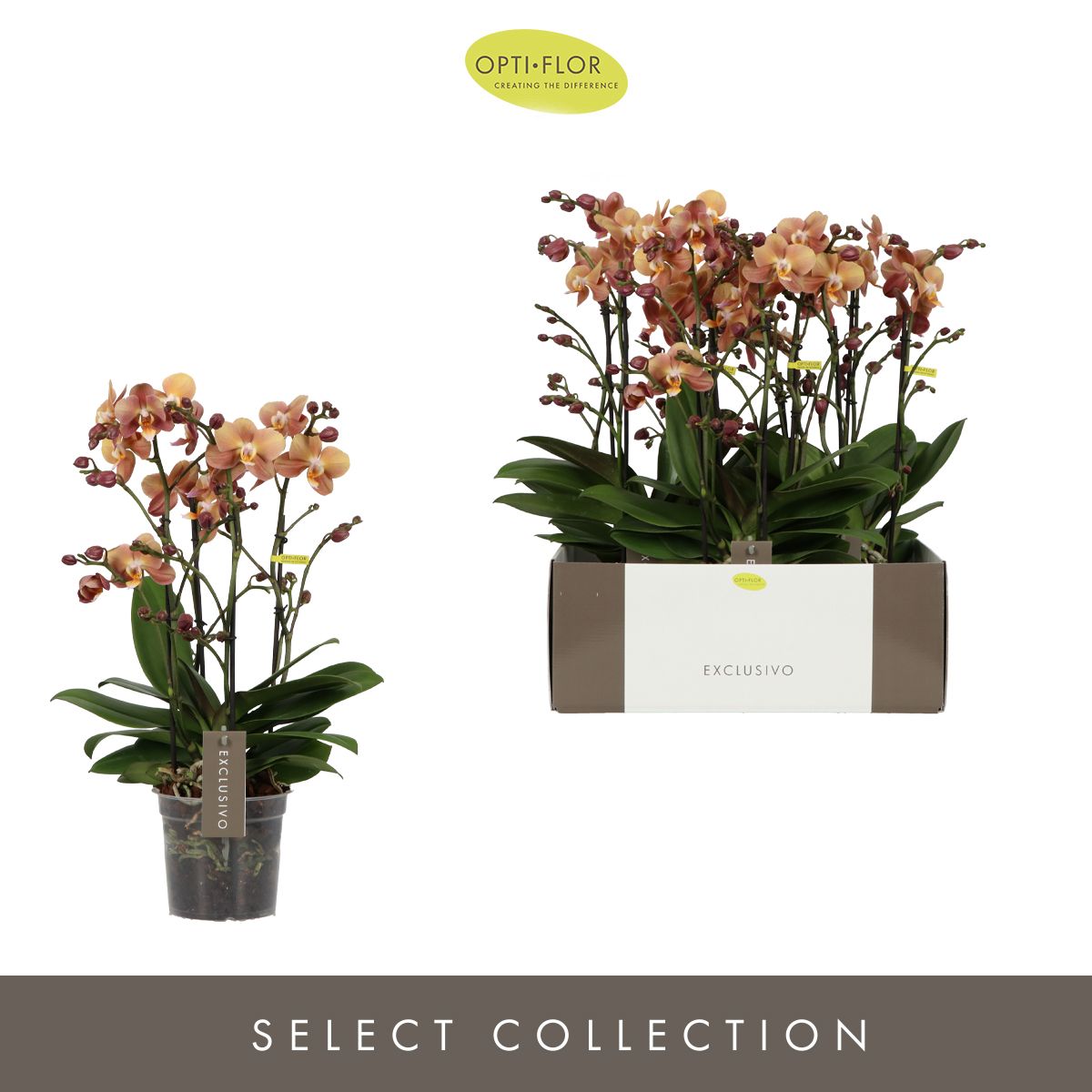 Exclusivo Monaco Gold >4 spike, D 15 cm