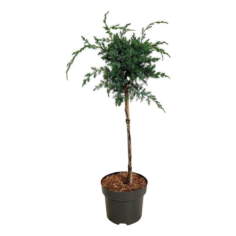Juniperus chin. 'Blue Alps', D 23 cm Juniperus chin. 'Blue Alps', D 23 cm