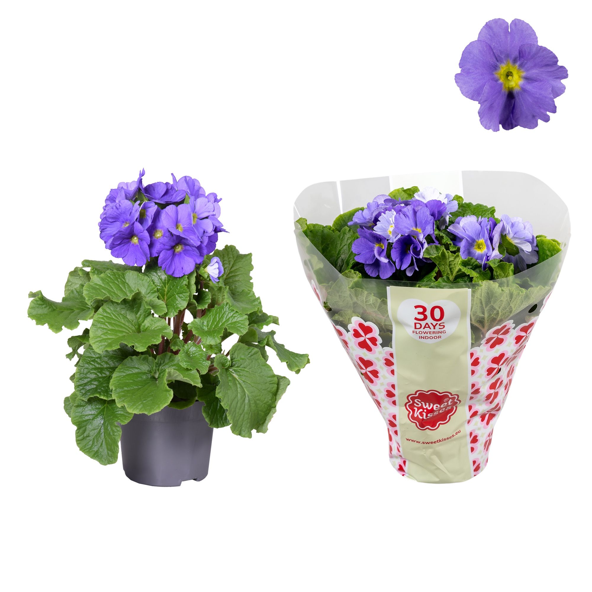Primula Sweet Kisses Blauw, D 12