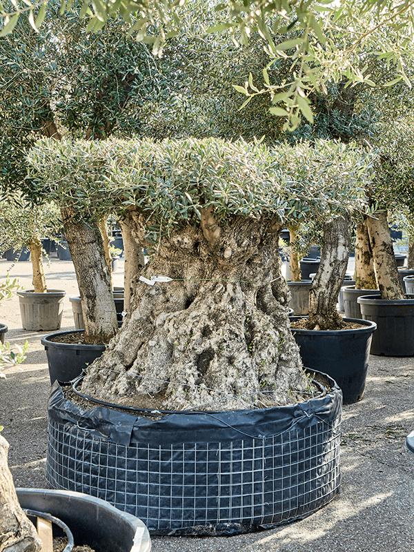Olea europaea, D 150