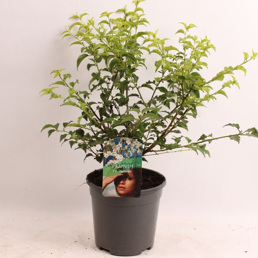 Prunus inc. Yamadei, D 17 cm