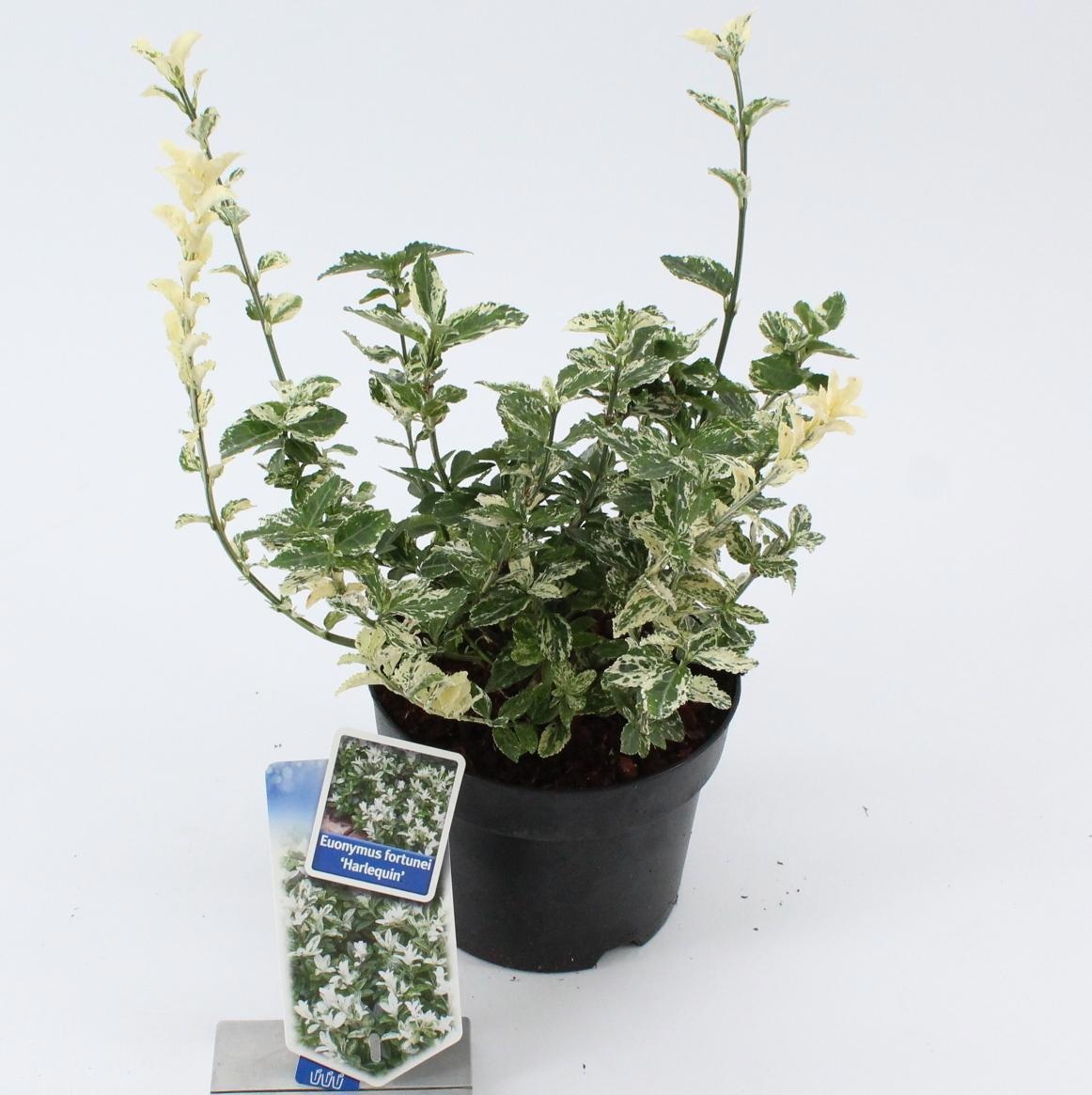 Euonymus fort. 'Harlequin', D 17 cm