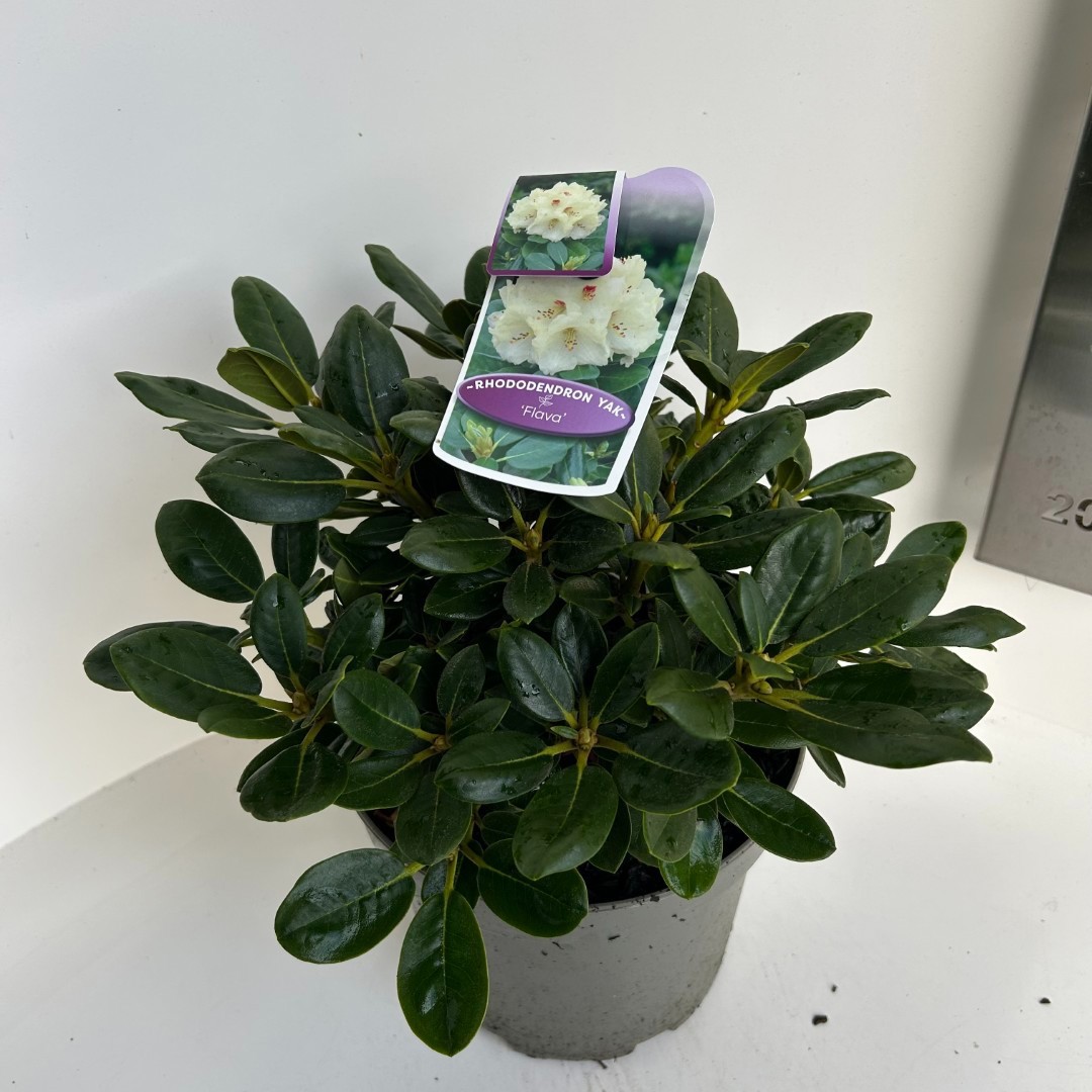 Rhododendron yak. Flava, D 23