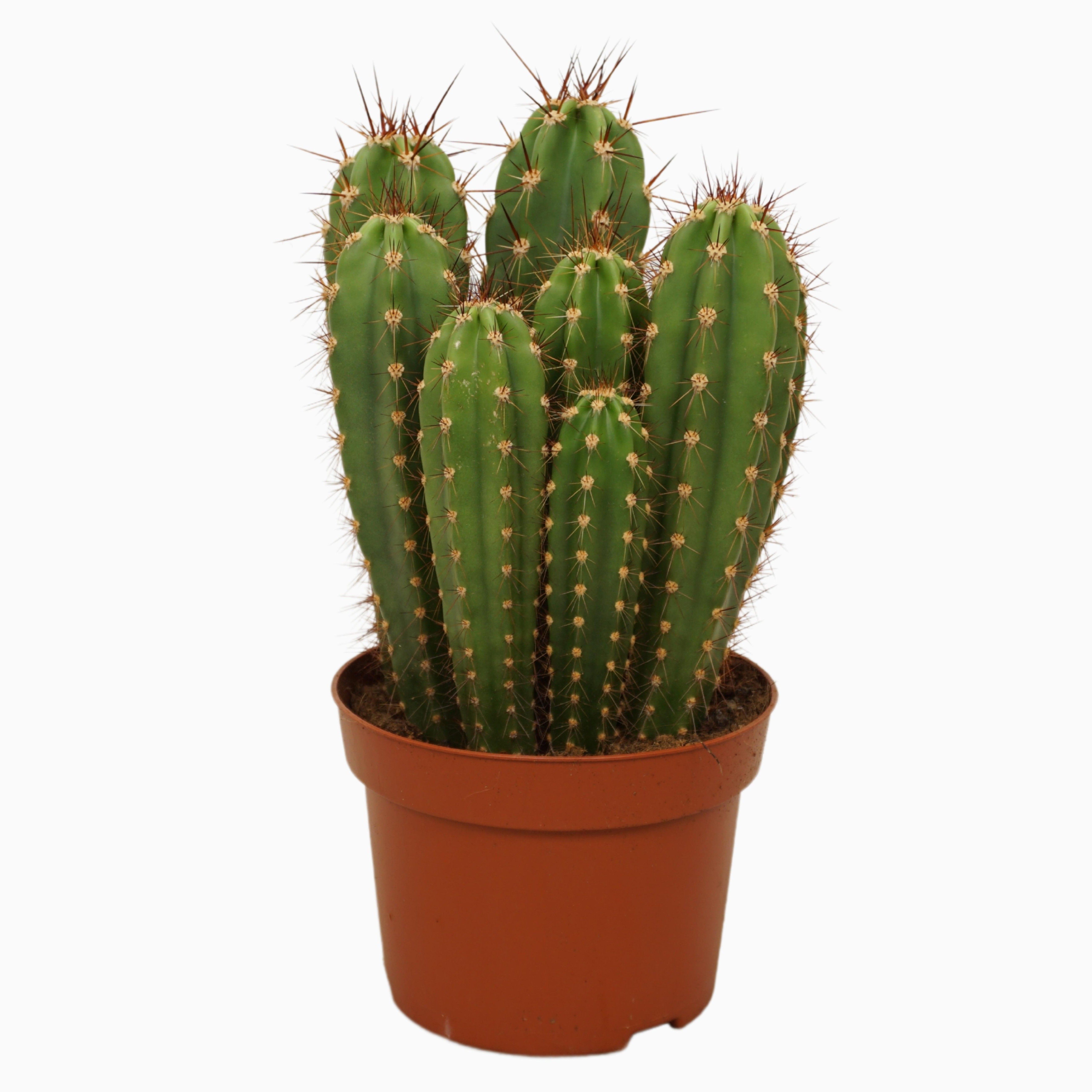 Neocardenasia herzogiana 13 cm, D 13