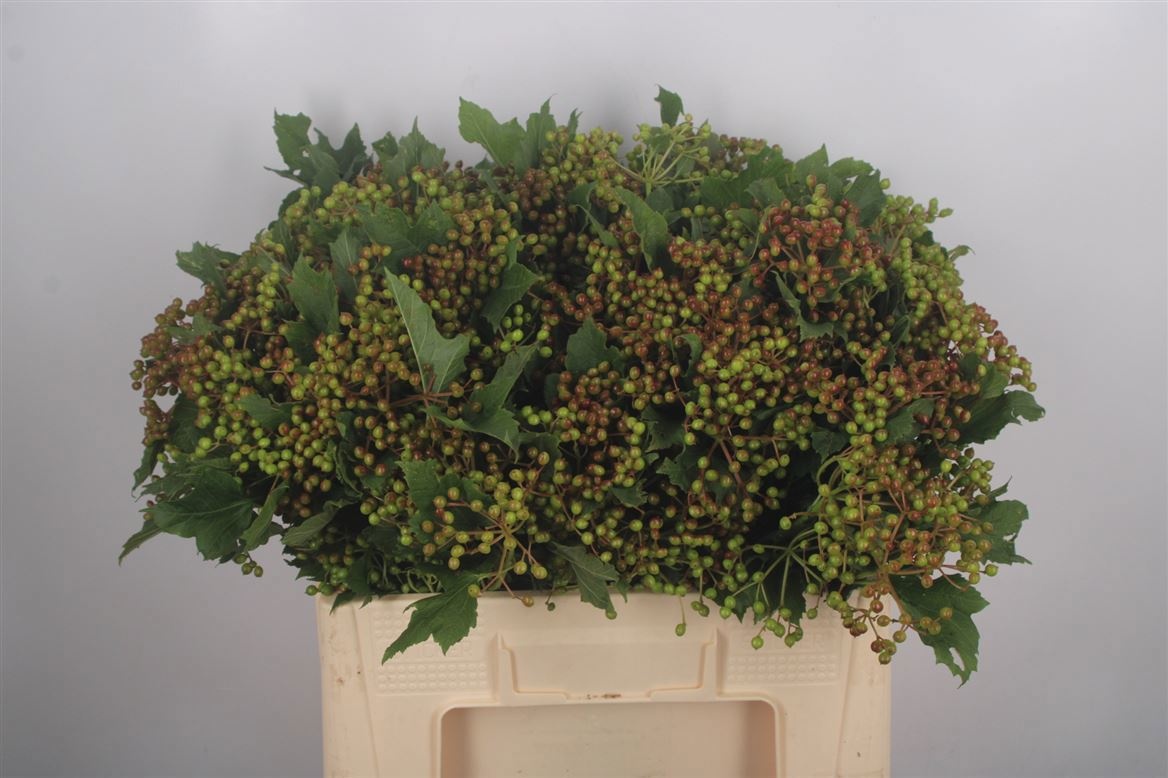 Анемон Овериг 40, шт.