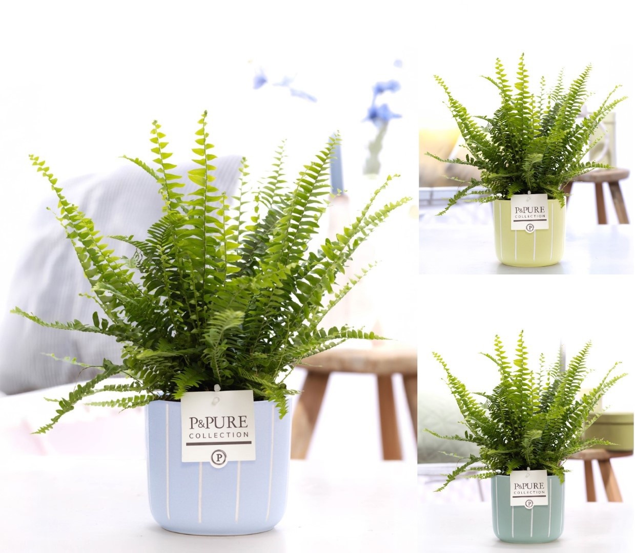 Nephrolepis Green Lady in P&PURE Fleur ceramics ass. 3, D 12