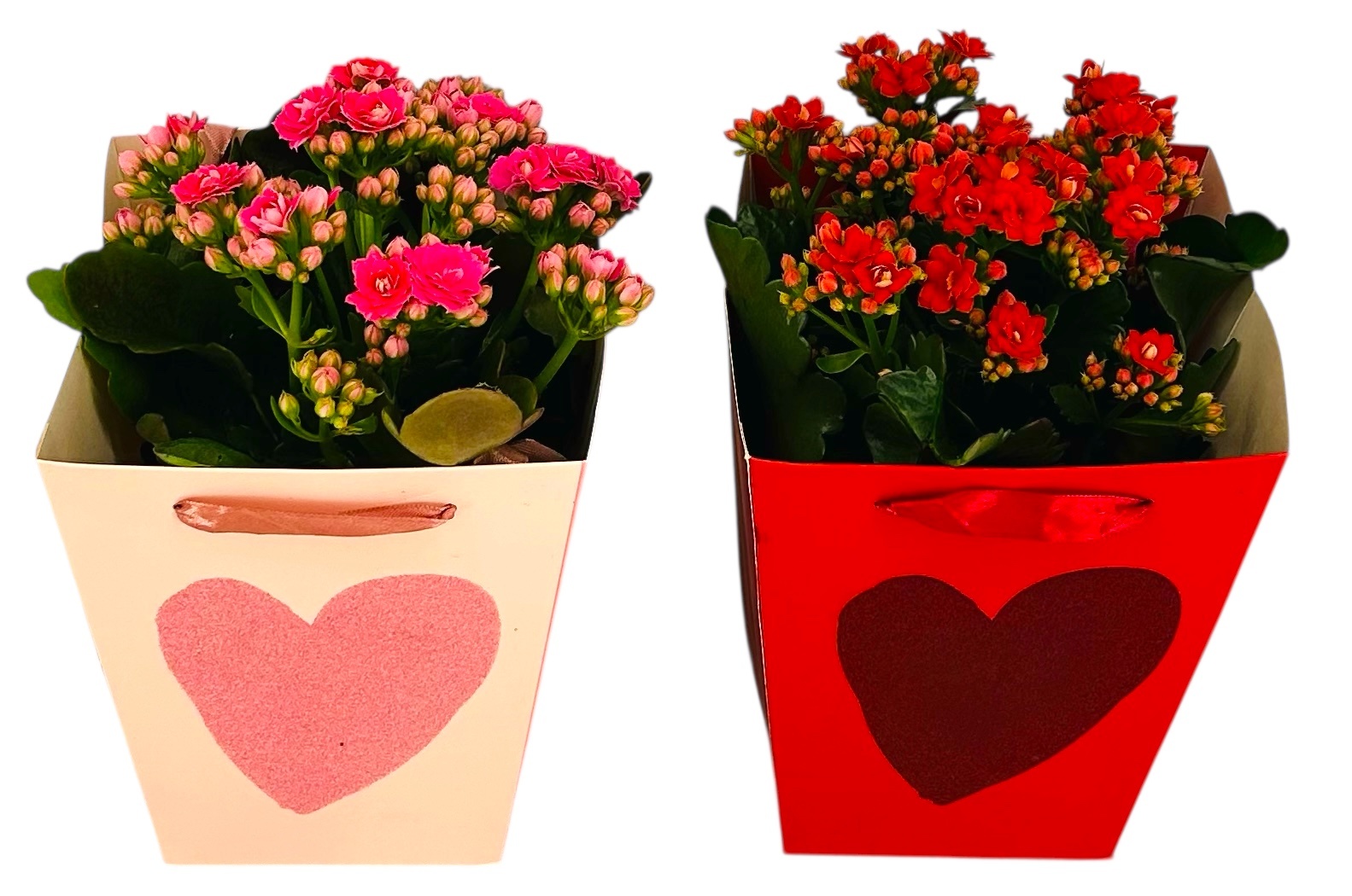 Calandiva 12 cm in Cadeautas Hart valentijn, D 13