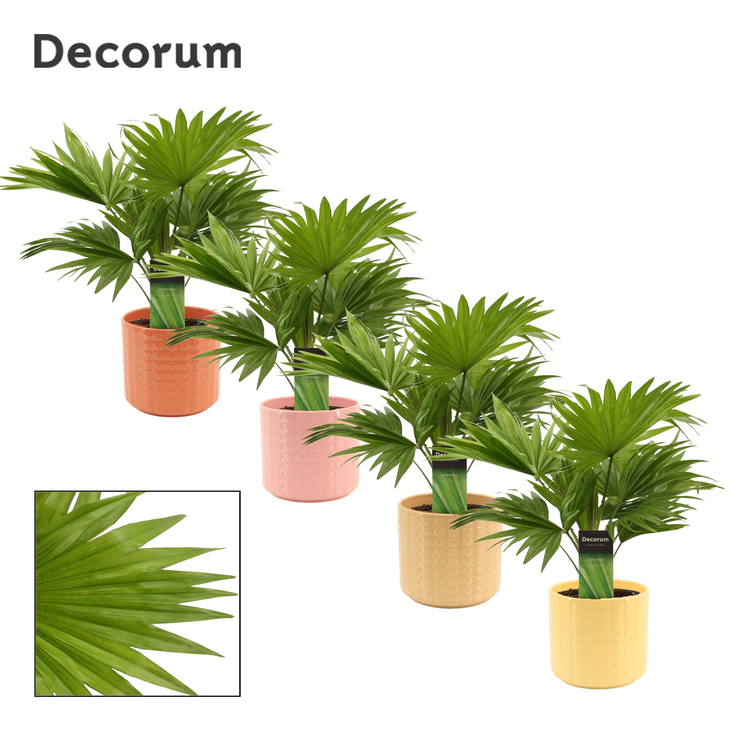 Livistona Rotundifolia 12 cm in Kaya (Sympathetic moods-collecti, D 12