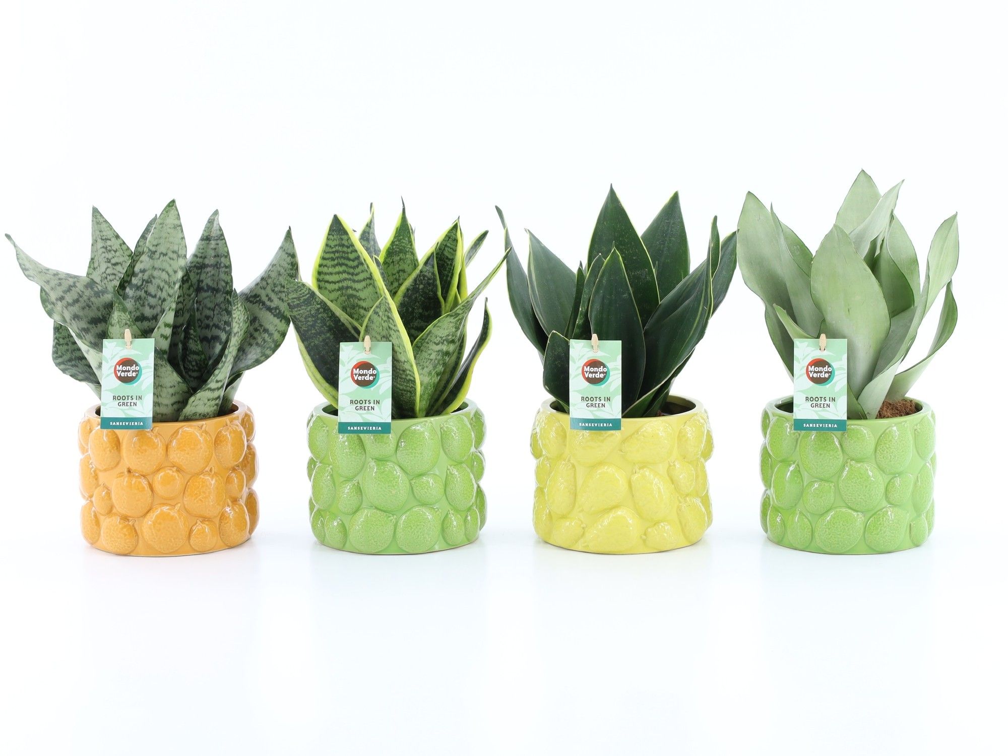Sansevieria Mix in La Dolce Frutta, D 15