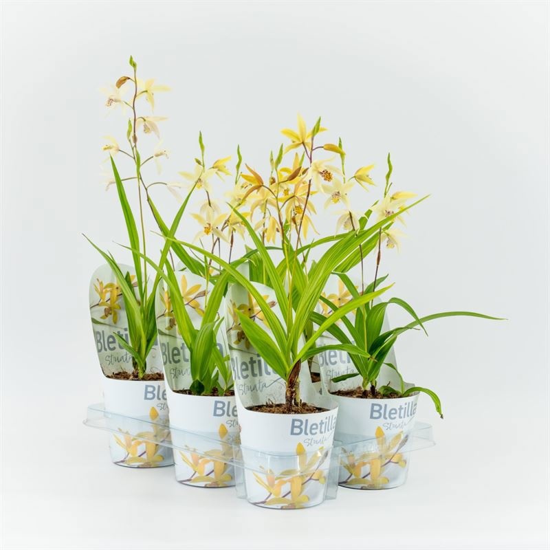 Bletilla geel 12 cm incl. potcover, D 12