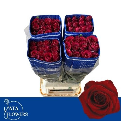 Роза од. Эксплорер 100 (красн.), шт.