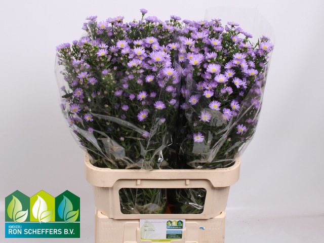 Астер Касандра 85, шт.