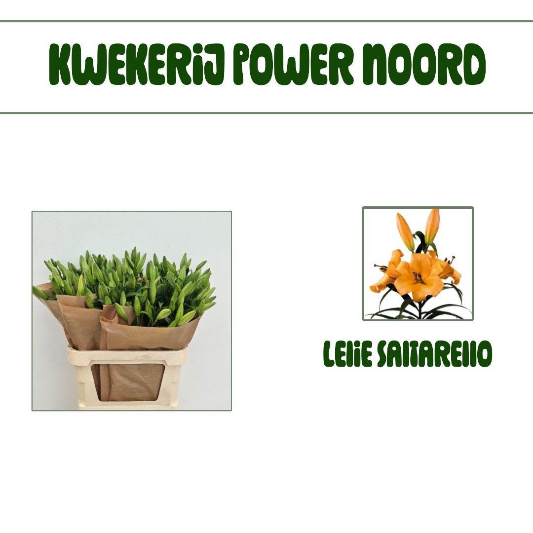 Лилия Сальтарелло 85, шт.