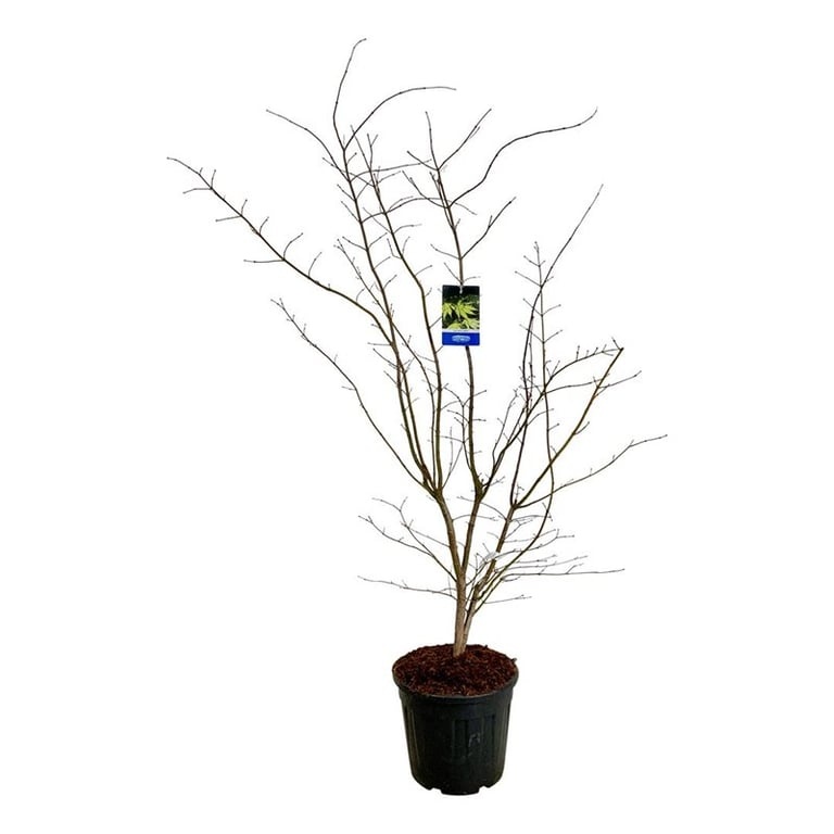 Acer Arctic Jade ®, D 40