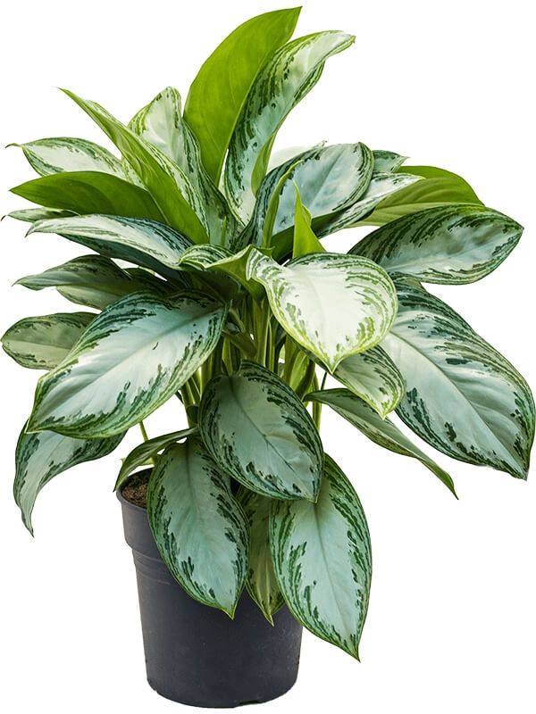 Aglaonema 'Silver Bay', D 24
