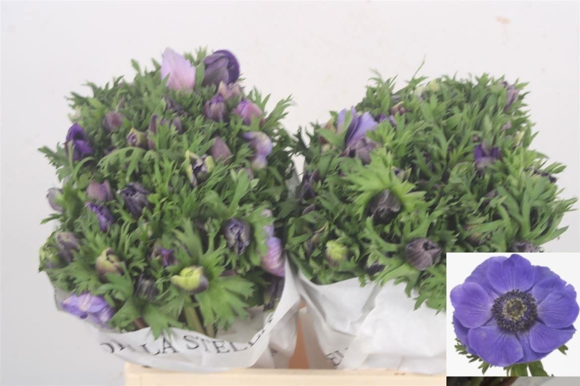 Анемон Мистраль + Дарк Блю 45 (син.), шт.