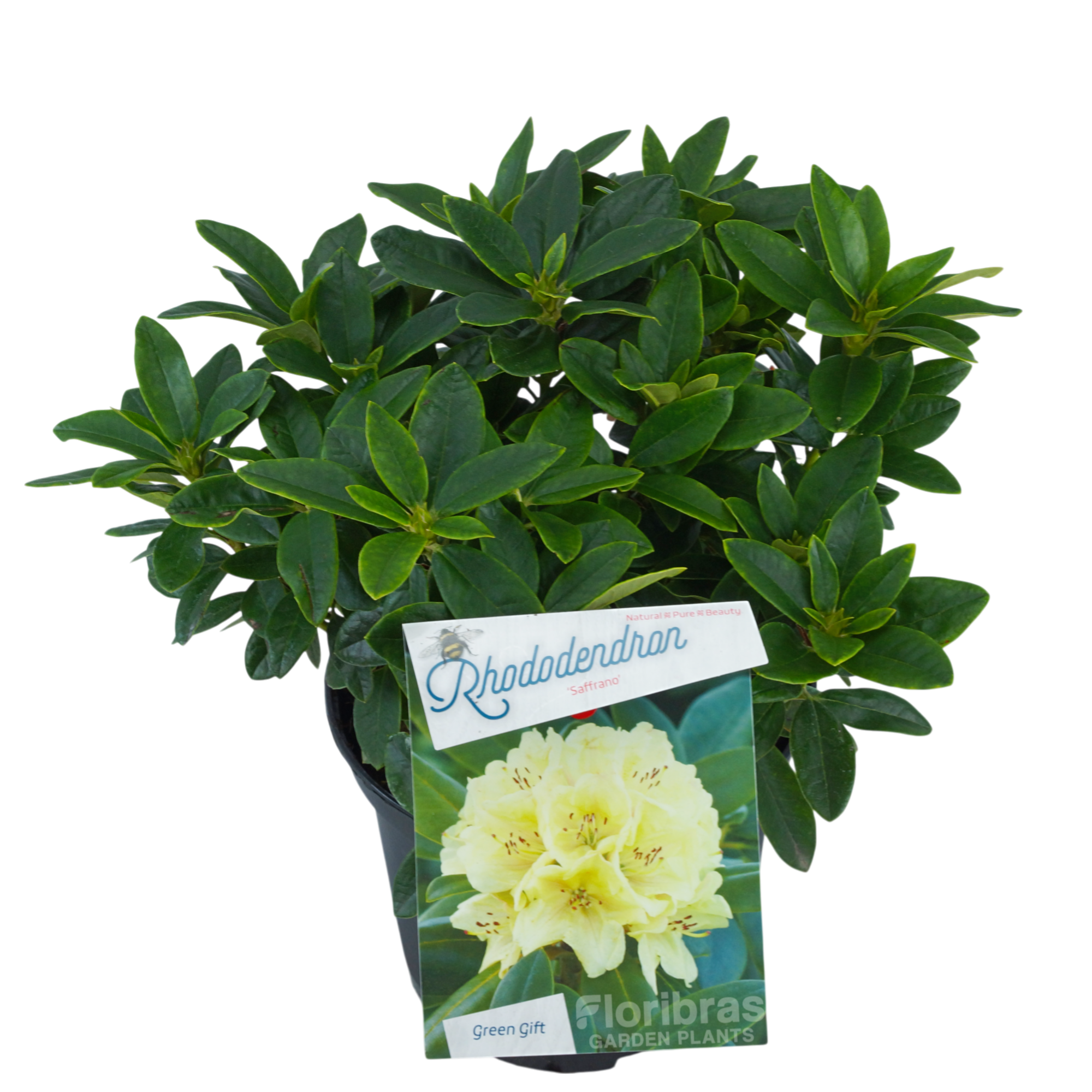 Rhodo. 'Saffrano' geel, D 23