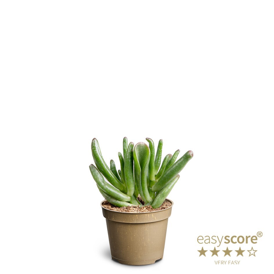 CRASSULA OVATA 'HORN TREE', D 6