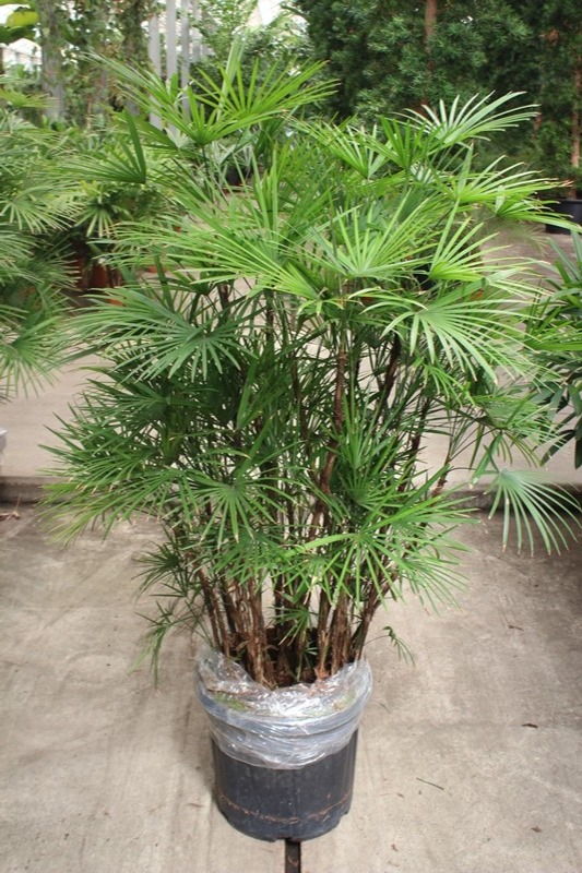 Rhapis Humilis, D 40 cm